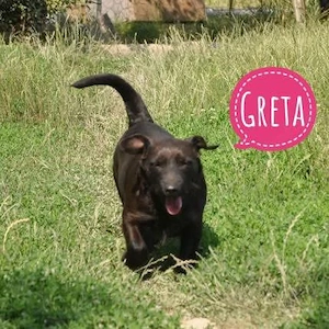 Greta, wunderhübsche Dackel Terrier Mischlings-Hündin braucht endlich ein Zuhause