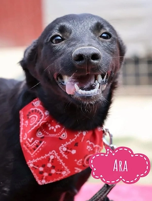 Ara, süße und junge Terrier Mix Hündin
