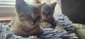 Bkh Kitten bereit für neue Familie Bild 3