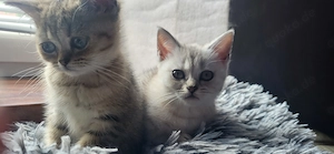 Bkh Kitten bereit für neue Familie Bild 2