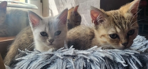 Bkh Kitten bereit für neue Familie Bild 4