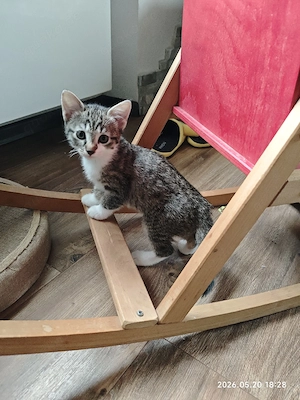 Katzenbaby Mädchen EKH