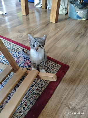 Katzenbaby Mädchen EKH