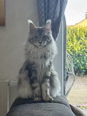 Zwei Maine Coon Kater
