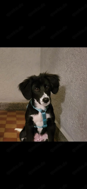 6 Monate alter Bordercolliemix sucht neues Zuhause  Bild 3