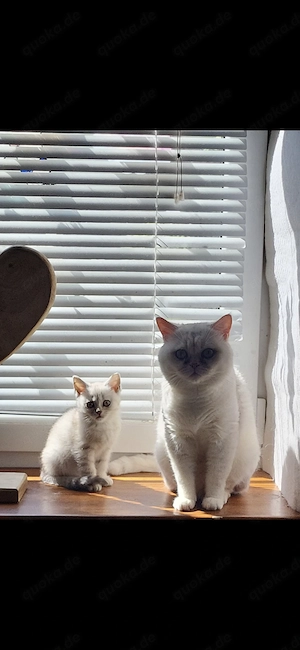 Bkh Kitten bereit für neue Familie Bild 6