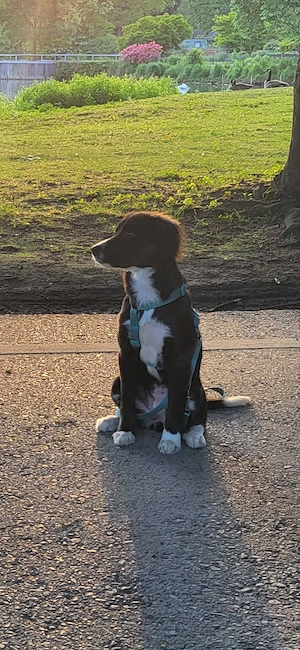 6 Monate alter Bordercolliemix sucht neues Zuhause  Bild 2