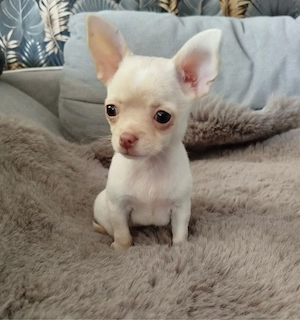 Chihuahua Mini Hündin  Bild 2