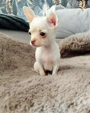 Chihuahua Mini Hündin  Bild 4