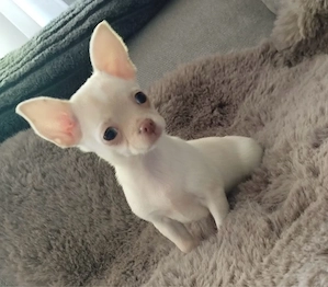 Chihuahua Mini Hündin 