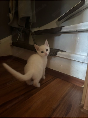 Weiße Europäisch Kurzhaar Katze