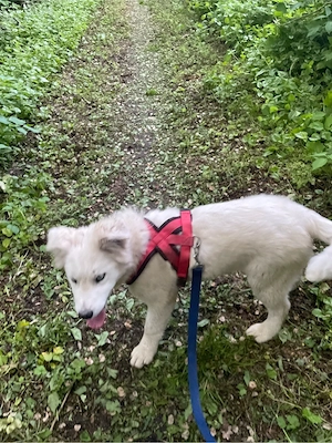 Rüde sucht zuhause  Bild 2