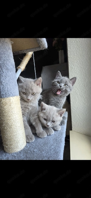 3 Wunderschöne Kater
