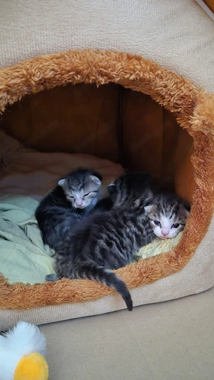 Süße Kitten suchen ein zuhause