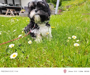 shih tzu welpe