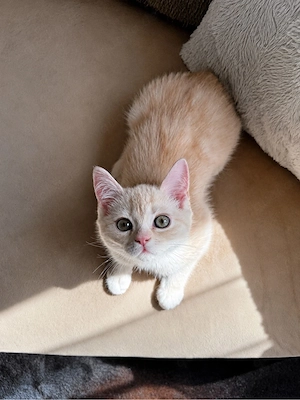 Wunderschönes BKH   Ragdoll Kitten sucht liebevolles Zuhause ab sofort