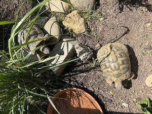 Testudo hermanni boettgeri   männlich   10 Jahre 