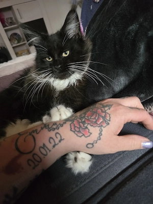 MainCoon Katze 