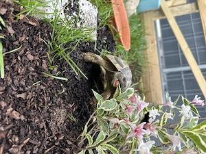Testudo hermanni boettgeri