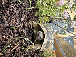 Griechische Landschildkröte männlich   10 Jahre