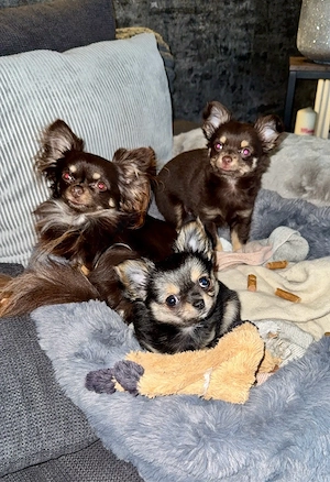 Chihuahua Welpe Bild 10