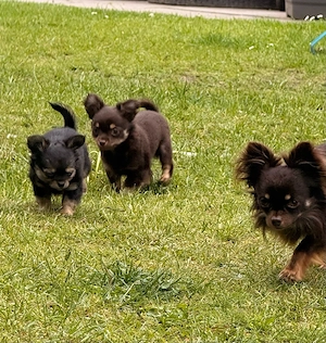 Chihuahua Welpe Bild 9