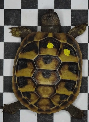 Griechische-Landschildkröten THH und THB