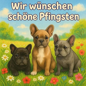 Suchen eine Französische bulldogge 