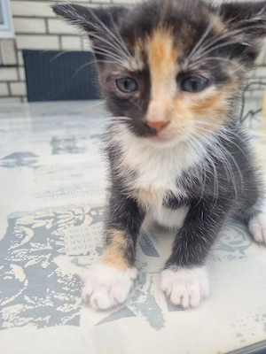 babykatzen 