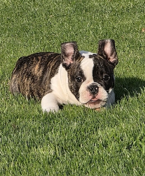 New English Bulldog 