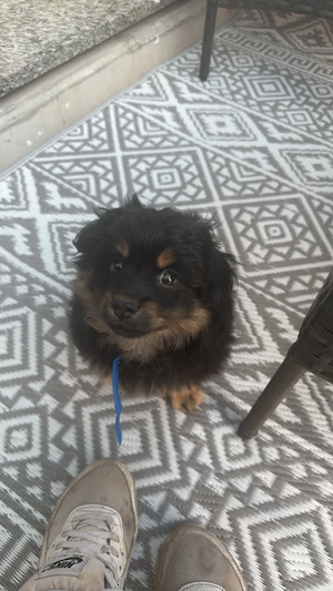 Unser Lucky ist bereit auszuziehen 