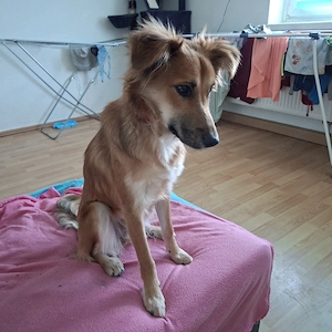 mischlingshund