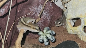 Diplodactylus granariensis rex  Pärchen 