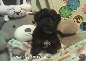 Der kleine Bobby, Toy Pudel   Yorkshire Terrier F1 Verpaarung Doodle mit Ahnenpass, Papiere