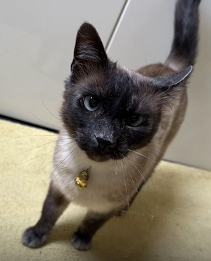 Yoki die perfekte Katze für jemanden der nur eine will   wohnt in Bayern