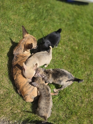 7 Wochen junge Chihuahua Welpen zu verkaufen 