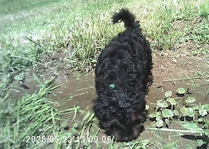 Klein Bobby, Toy Pudel   Yorkshire Terrier F1 Verpaarung Yorkiepoo Doodle Welpe mit Ahnenpass Bild 3