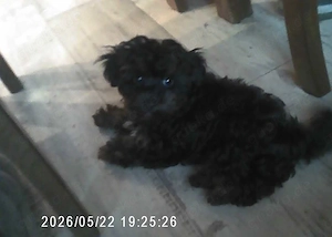 Klein Bobby, Toy Pudel   Yorkshire Terrier F1 Verpaarung Yorkiepoo Doodle Welpe mit Ahnenpass Bild 5