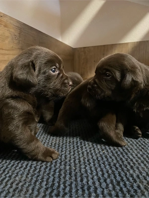 3 schokobraune Labradorwelpen  suchen noch ein liebevolles zu Hause Bild 3