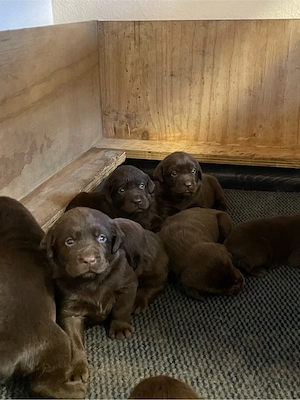 3 schokobraune Labradorwelpen  suchen noch ein liebevolles zu Hause Bild 4