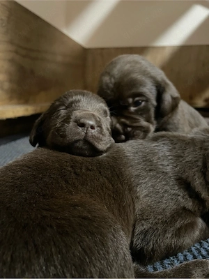 3 schokobraune Labradorwelpen  suchen noch ein liebevolles zu Hause
