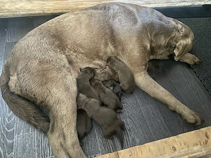 3 schokobraune Labradorwelpen  suchen noch ein liebevolles zu Hause Bild 2