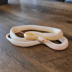 0.1 Kornnatter RF Snow Tessera Motley ph. Hypo Bloodred