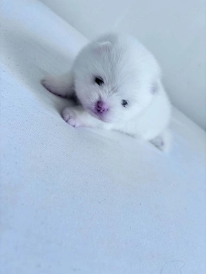 Zwergspitz pomeranian 