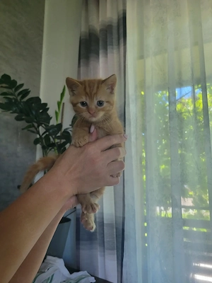 BKH Perser Mix Kitten Orangenkätzchen