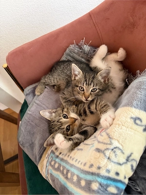 Babykitten zu verkaufen Bild 2