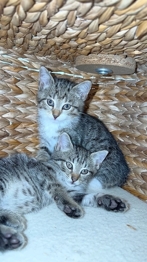 Babykitten zu verkaufen Bild 4
