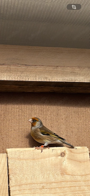 Vogel zu verkaufen 