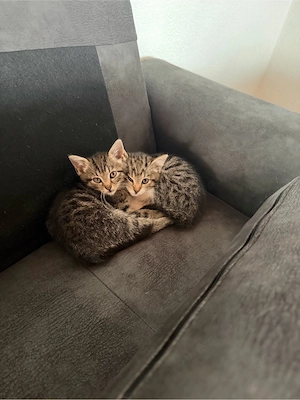 Babykitten zu verkaufen Bild 3