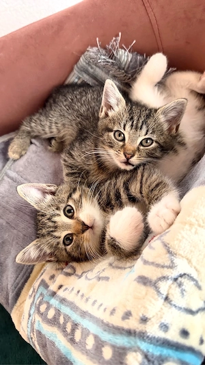 Babykitten zu verkaufen